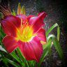 Countrygardener