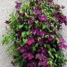Clematis
