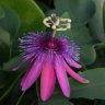 Dahlia523