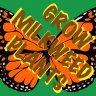 Milkweed Man