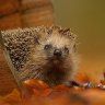 sherlock_hedgehog