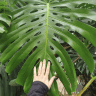 plantpappa