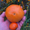 WildTomatoGuy