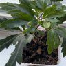 PlantNewbiee