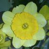 FlowerLover