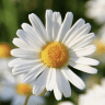 Daisy8
