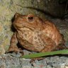 GardenToad