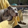 Pittymom