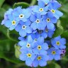 forgetmenot_