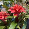 plantherapy
