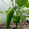guyos