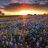 TexasGardenGirl