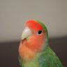 CrazyConure