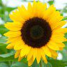 gardeningforumsfan