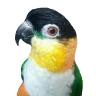 Varuni