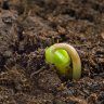 (Sub)Urban Farmer