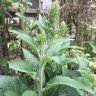 plantquery