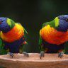 BirdBathMan