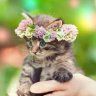 BohoKitten