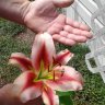 Lily_Lover
