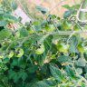 ABgardener