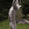 Catnip75
