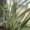 SpiderPlantAddict
