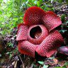 rafflesia