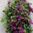 Clematis