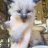 justarandomcatlover