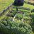 Vermontgardener
