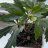 PlantNewbiee