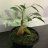 Plantguy