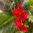 PlantsbyKim