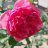 Newbyflower