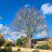 Christhetree