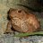 GardenToad