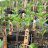 Blackbirdgrower