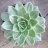 Agavoides_xVeria