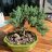 Green Thumb Gert