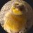 Sky_Pickle