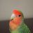 CrazyConure