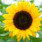 gardeningforumsfan