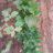 usmankhanb4u