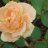 RoseScience