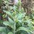 plantquery