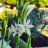 Blooming Girl