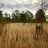 HomesteadHeaded18