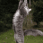 Catnip75