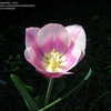 www.davesgarden.com